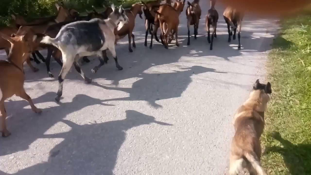 Malinoa 4 mjeseca vs koze