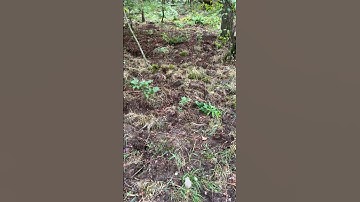 🐗 Wild Pigs: The Day After of Plowing 🇳🇱