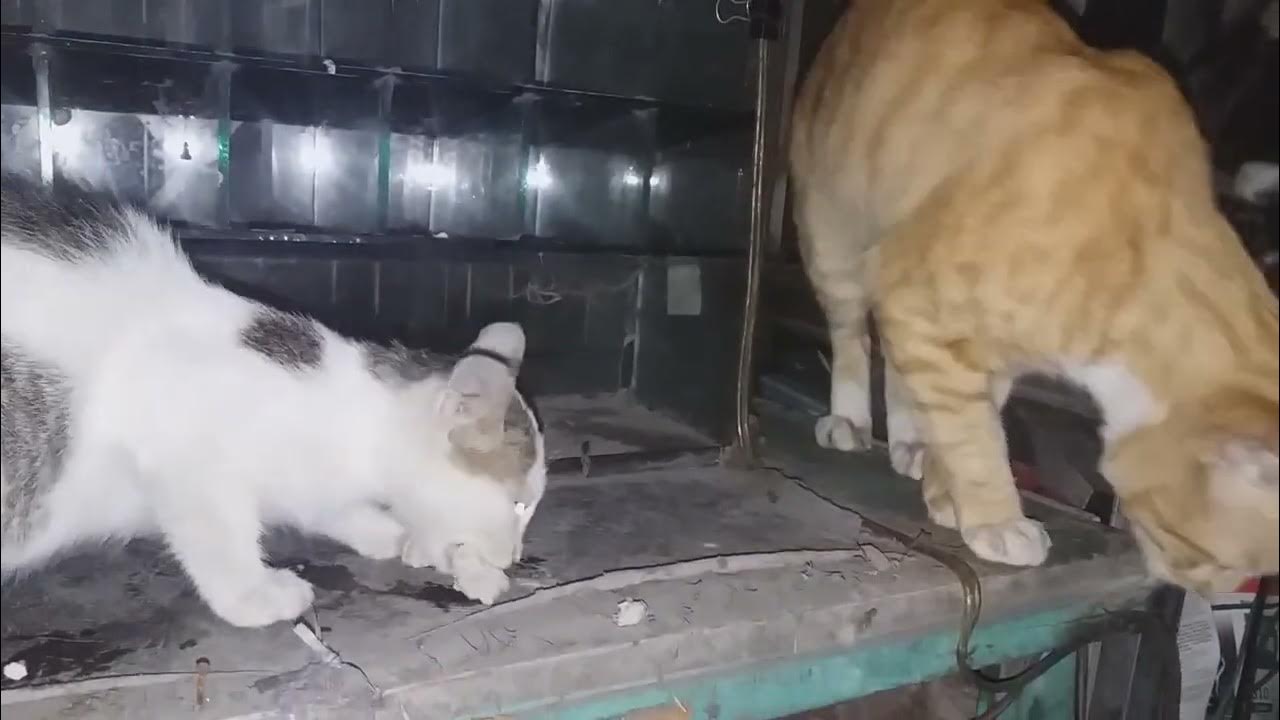 ginger-cat-is-eating-but-little-cat-white-grabs-it-youtube