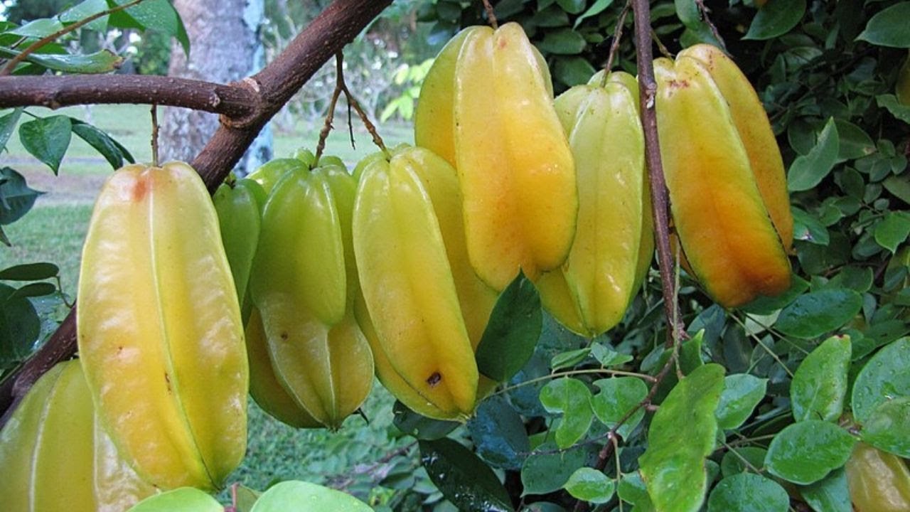 WoW! This GIANT Tree Has CLUMPS Of STARFRUIT. 360 Fruit ...