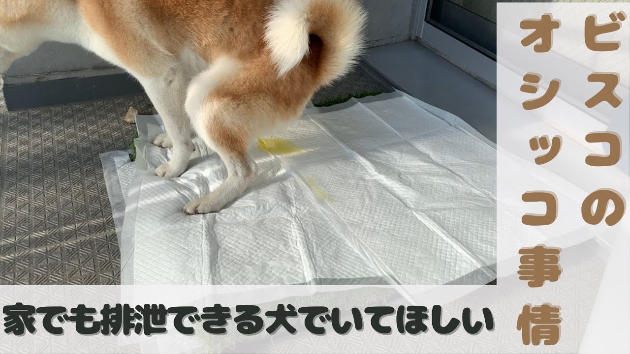 【柴犬】2歳♀ビスコのオシッコ事情【家で排泄】
