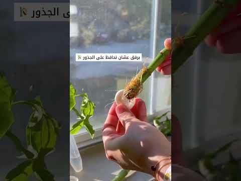 فيديو: هل تحب شجرة المال أن تكون مرتبطة بالجذر؟