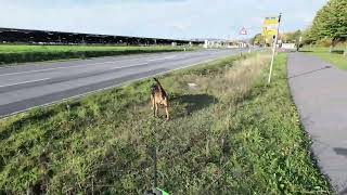 Mantrailing - Leinenlänge, immer wieder ein Thema