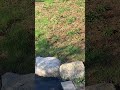 A robin in our front yard