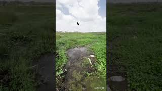 jbl bass water 💦💦💦 test jump 🦘🦘 flip2