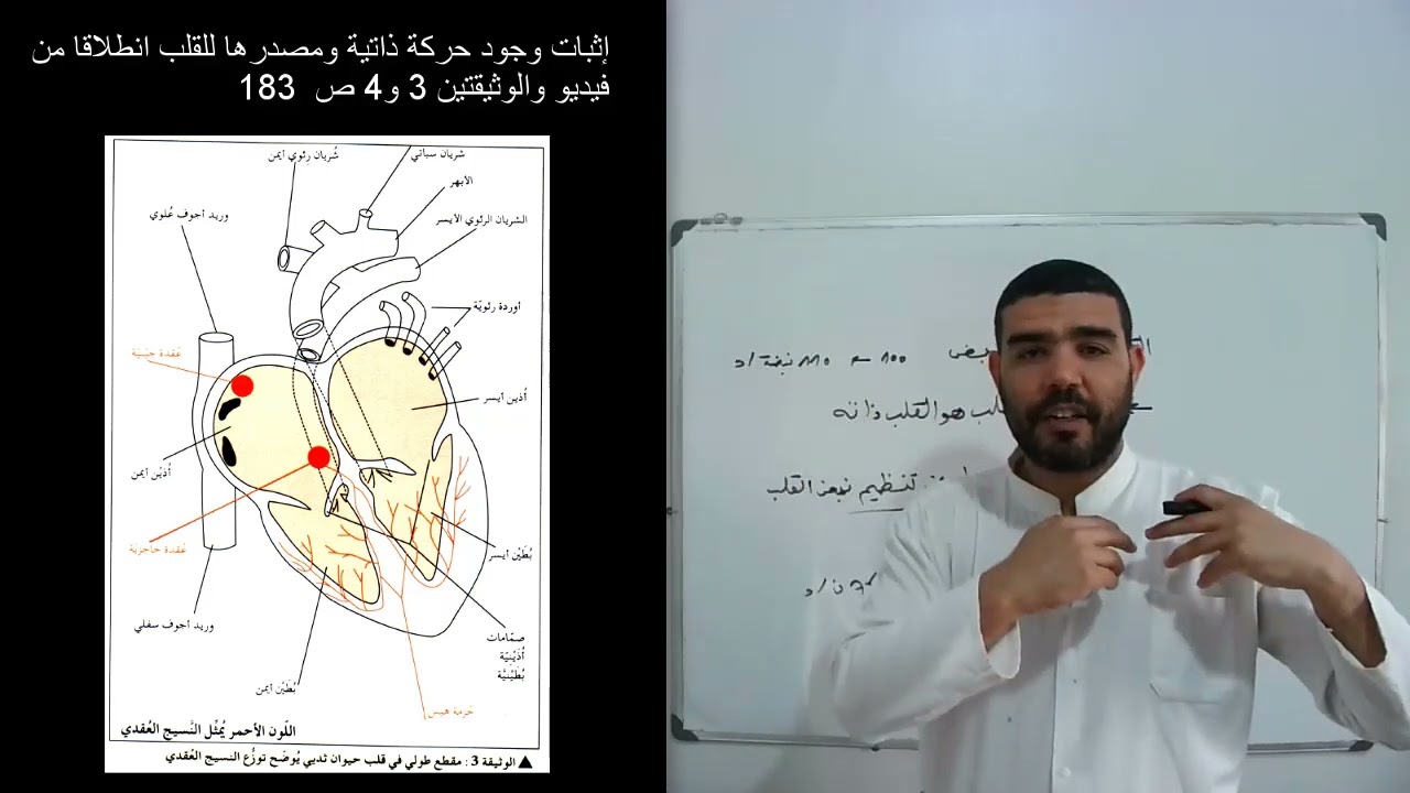 أولى علوم دور النظام العصبي في إعادة التوازن الوظيفي للعضوية (الجزء الثاني)