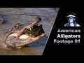 Alligator Eats Turtle Stock Footage