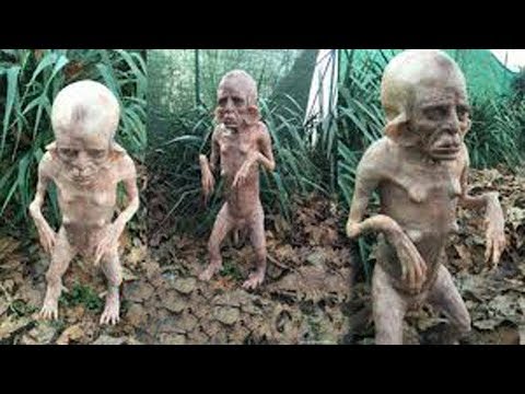 15 Strangest Creatures Recently Discovered!