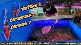 อะไรคือ ปลาคาร์พนอก ปลาคาร์พลูกนอก และปลาคาร์พไทย