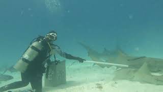 Hammerhead Nom Nom And Sad Nurse Shark