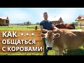 Как правильно общаться с коровой | Чем кормить корову и как гладить?