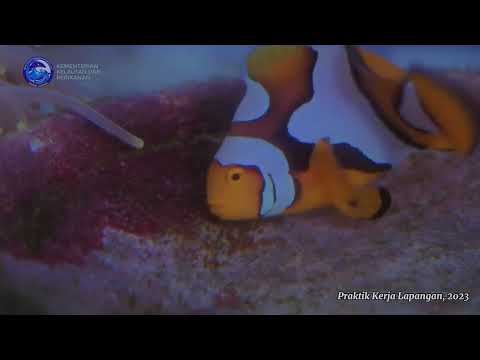 Ikan Nemo BY Indra