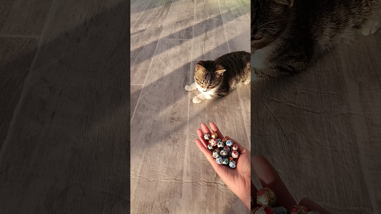 Satisfying Cat Magic ⚽🟡 