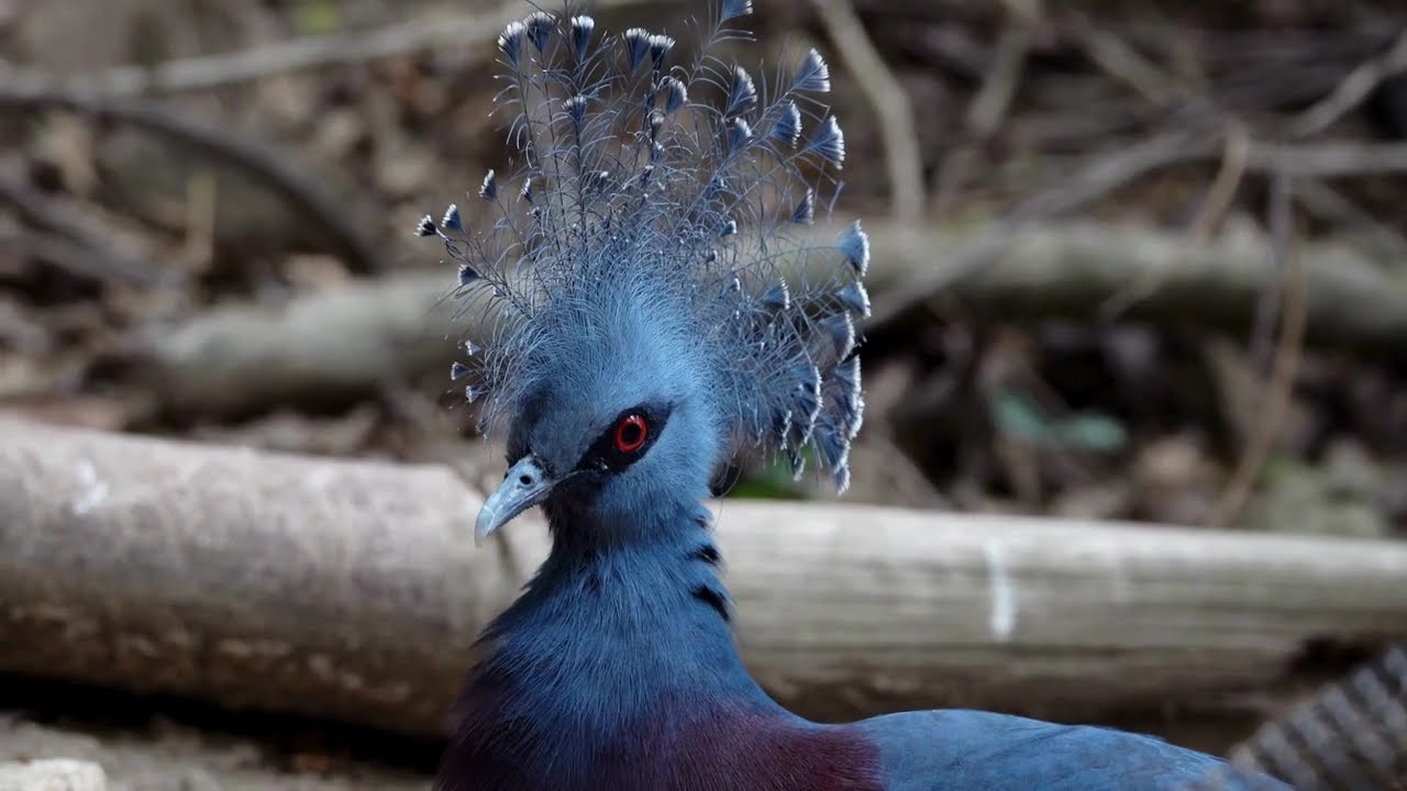 Bird Watching Video - 8k Bird Watching TV