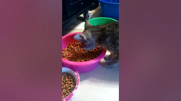 Cat Eating Cat food