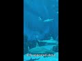 Sharks Are Older Than Forests! 🤯#shorts