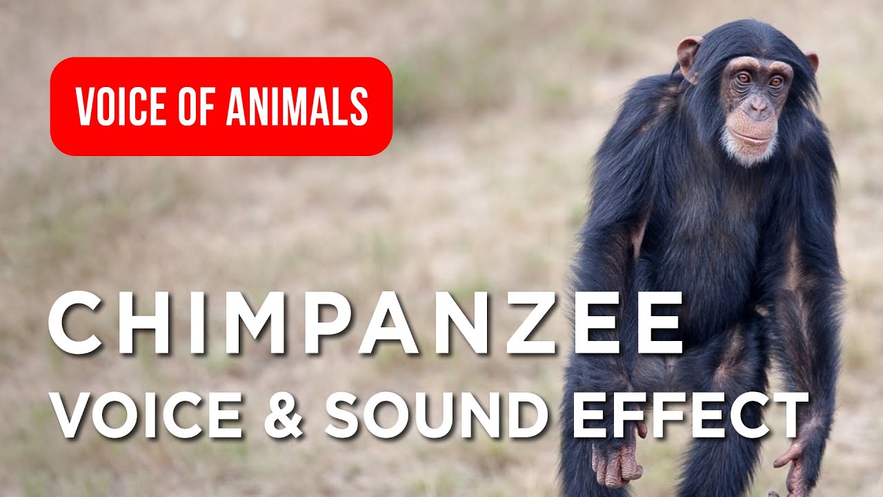 Обезьяны умеют общаться «словами». Как это выглядит? Ученые открыли язык обезьян. Фото.