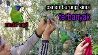 🔵 pikat burung kinoi terbanyak sepajang sejarah. 16 poin.🕊️🐦🕊️