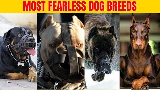 10 Most Fearless Dog breeds in the world.