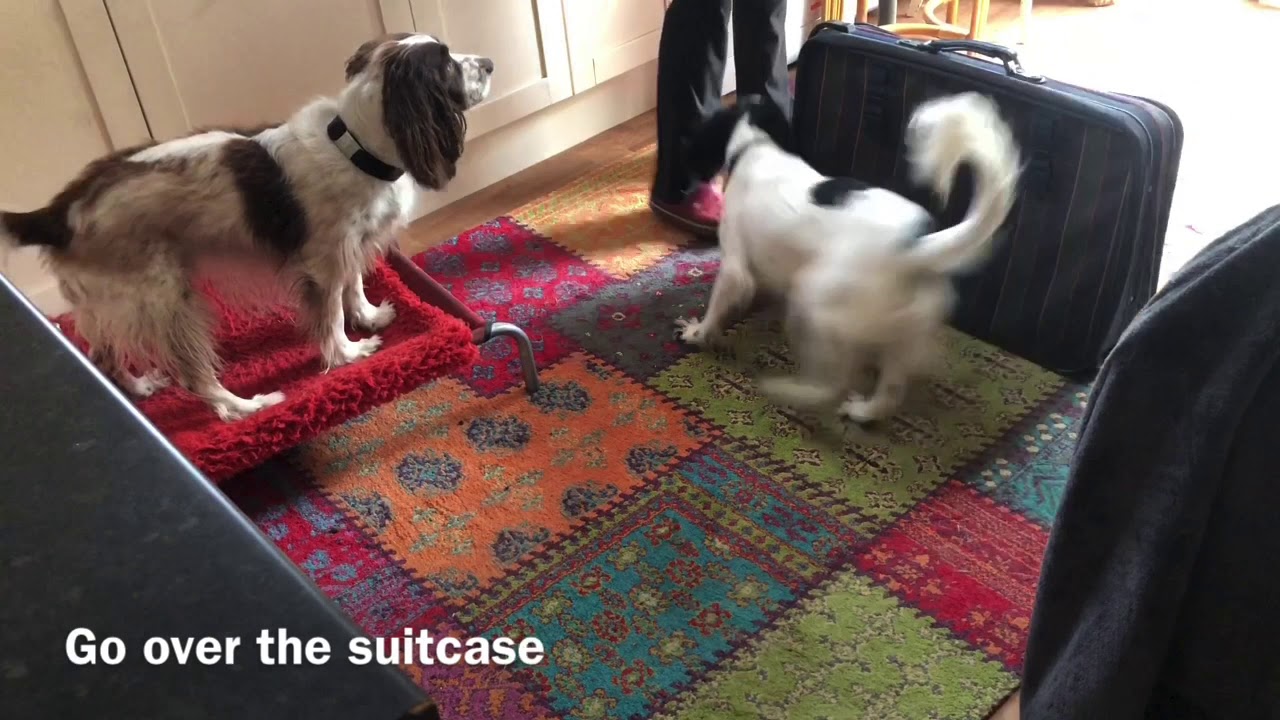 Katy 26 May 2020 Suitcase Games First Jump YouTube