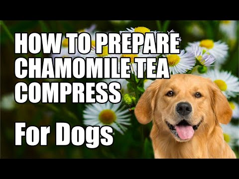 Chamomile Compress For Dogs