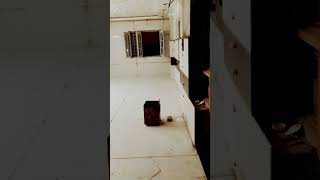 6 ×4 flooring and 2×4 wall tiles and golden Patti 1 inch all tiles and granite work Cn.9337869714