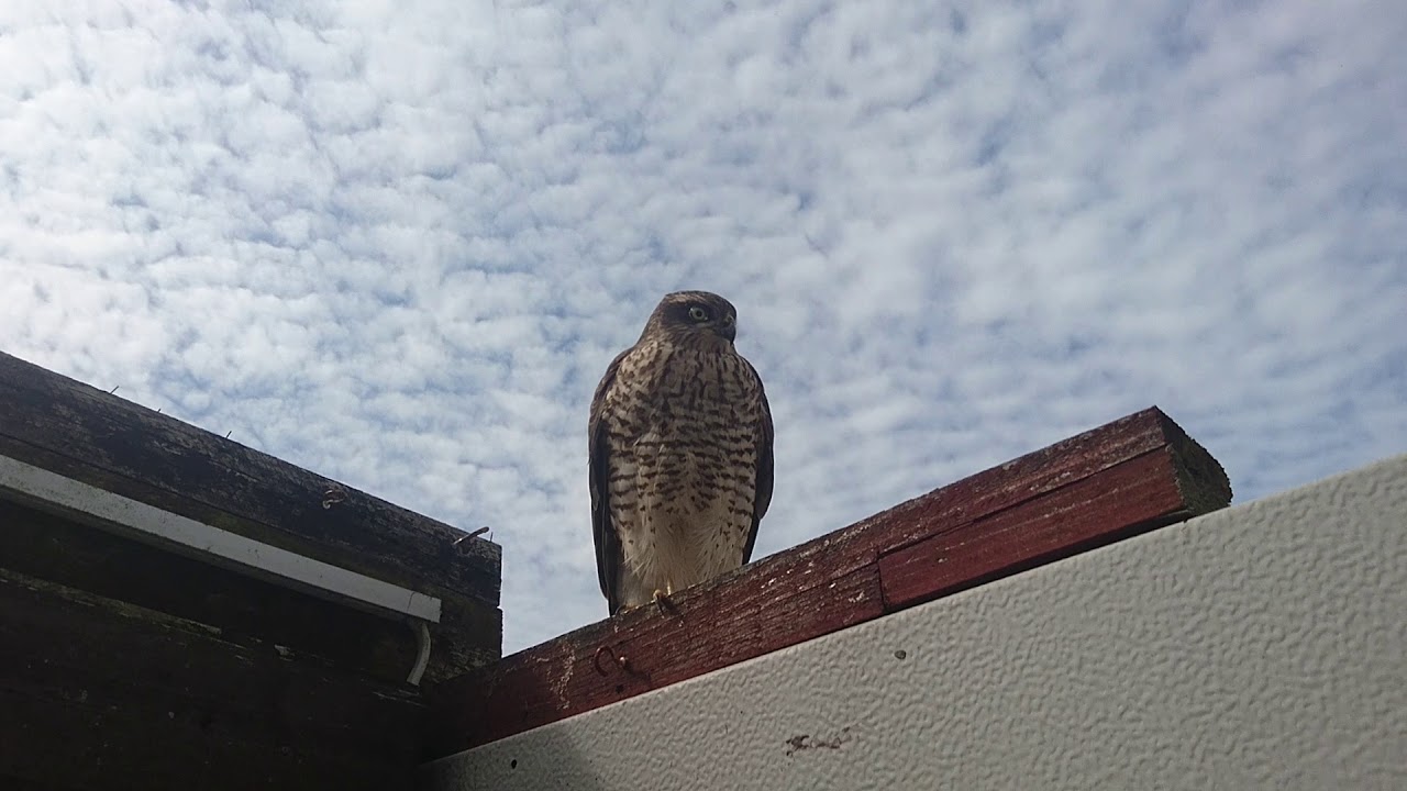 SPARROWHAWK - SCOPES OUT THE AVIARY