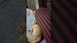The cat kills me🤜🤛#cats #shortvideo #shorts #catvideos