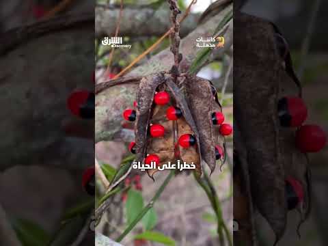 أكثر خمسة نباتات سمية