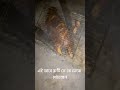 এই ভাবে রুটি কে কে ভেজে খেয়েছেন