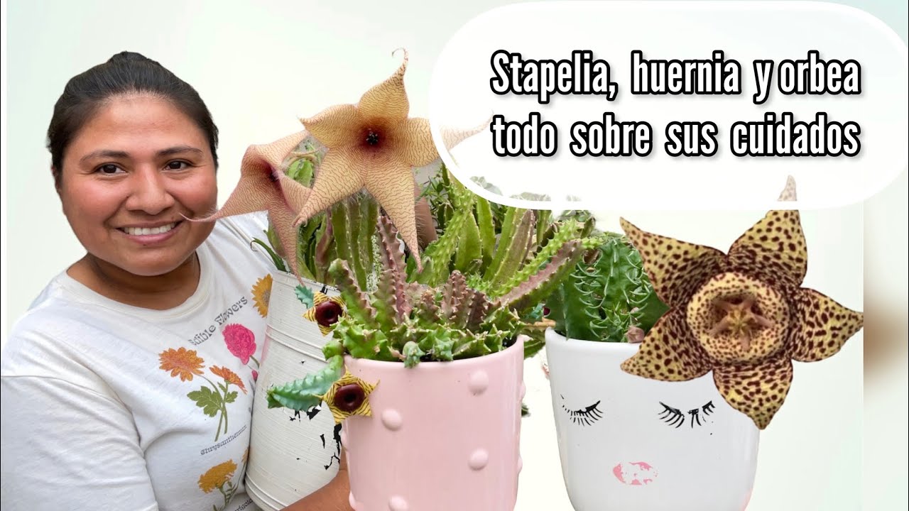 STAPELIA, HUERNIA Y ORBEA CUIDADOS Y DISFRUTANDO SU FLORACIÓN