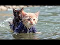 HERO!!! Chibi Nyan Couldn't Swim, But he Learned how to Swim and Saved the Baby Cat!!!🐈
