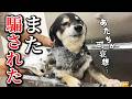 シャンプーを察して情緒が不安定になる柴犬