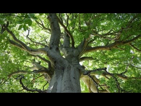 Heilkraft der Bäume.