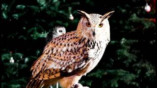 Lichterfest Im Fredenbaumpark 2016 Impressionen Fotos