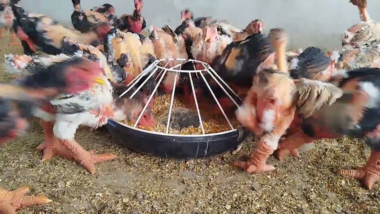 036983646 GÀ ĐÔNG TẢO THUẦN CHỦNG CHÂN TO