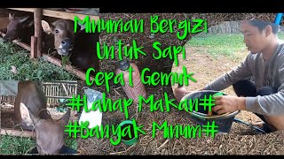 Cara Bikin Minuman Sapi untuk Penggemukan