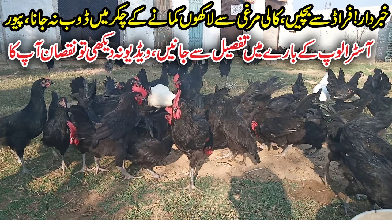 Pure Australorp Hen Farming Tips | Fraud in Australorp Farming | Earn Money From Australorp Hen