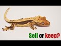 Comment nous choisissons nos geckos  crte holdback