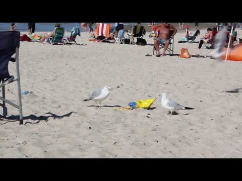 Seagulls Stealing Chips.