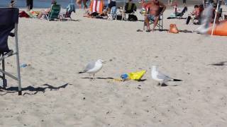 Seagulls Stealing Chips.
