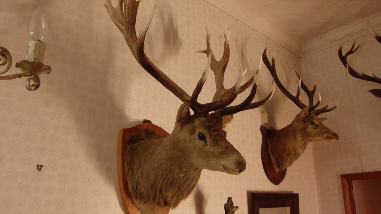 Old and recent hunting photos and music by Rob Shuttleworth