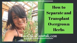 How to Separate and Transplant Overgrown Herbs In the Greenhouse *EASY