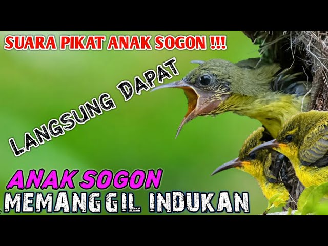 suara anak sogon memanggil indukan buat pikat sogon,, suara pikat anak sogon paling ampuh class=