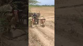 Bullock Bullockcart racing video