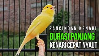 Terapi Kenari Macet Bunyi: Pancingan Kenari Gacor Ngerek Paling Ampuh & Respon Cepat!