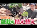 【徹底解説!】盆栽の植え替えってどうやるの?手順からコツまで全て教えます!