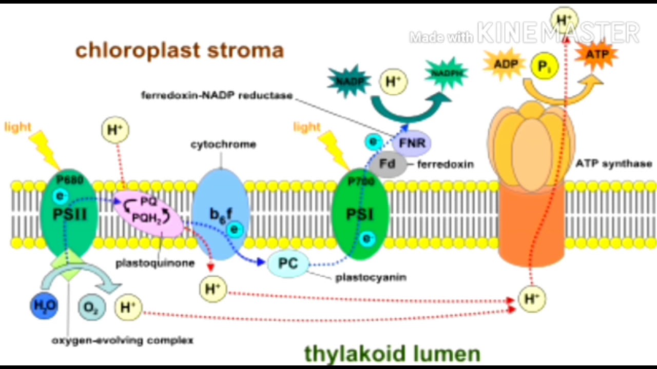 Biology Respiration in plants YouTube