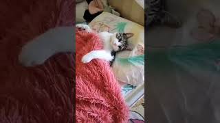 Кайфовать хочу #котики