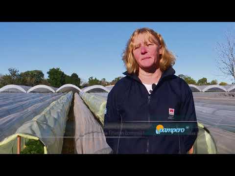 Video: Jardinería en túneles solares: uso de túneles altos para prolongar la temporada de jardinería
